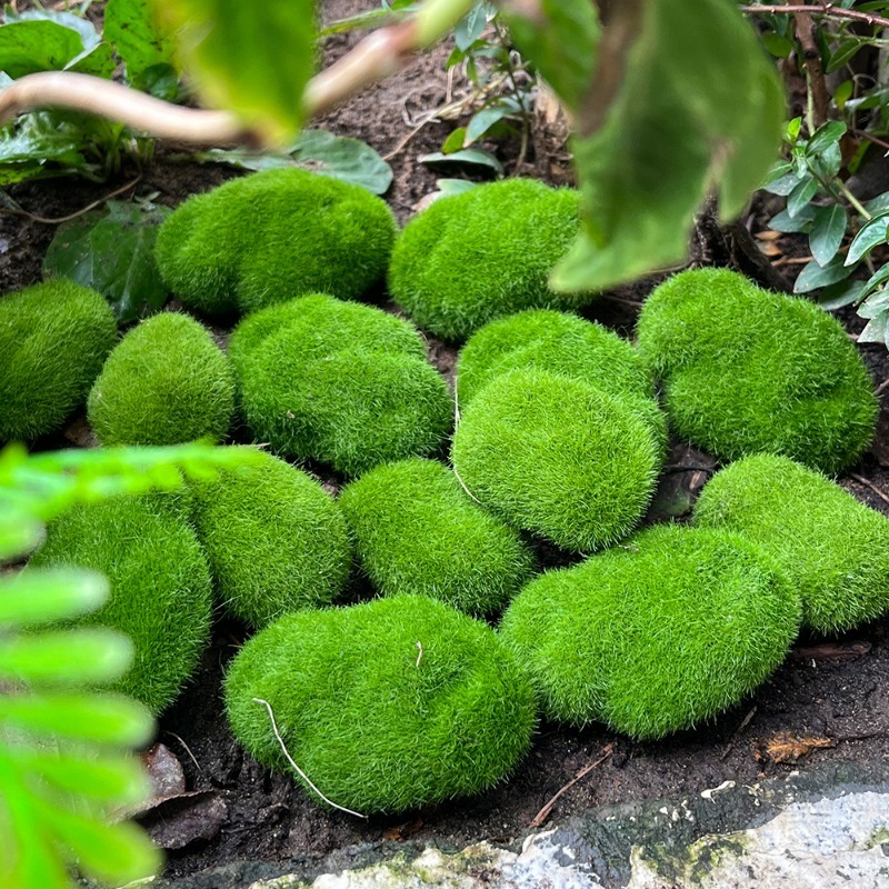 5/30pcs Simulation Moss Stone  - Sphagnum Moss Dry ulasan dan harga