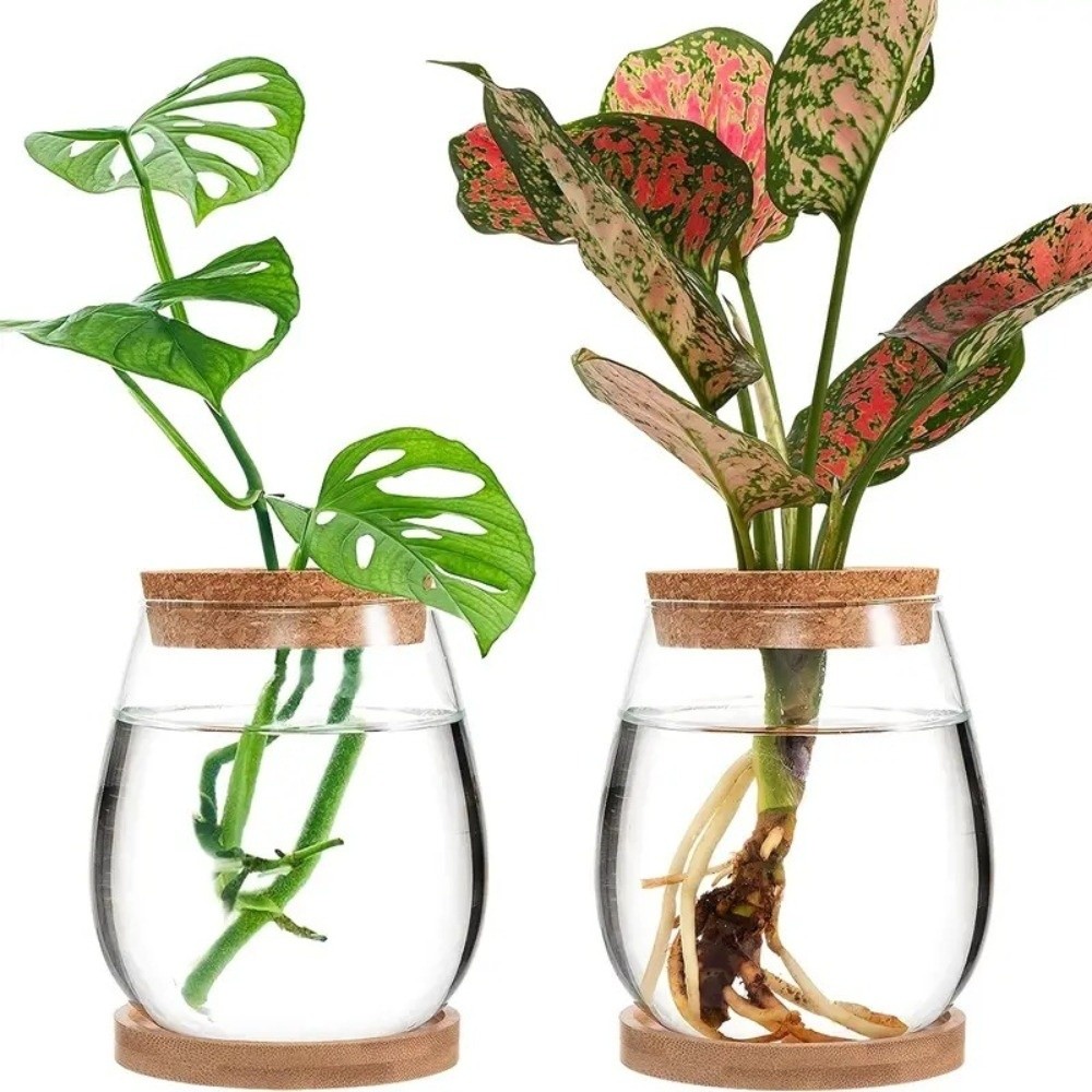 Transparent Hydroponic Flowerp - Propagation Station Vase ulasan dan harga