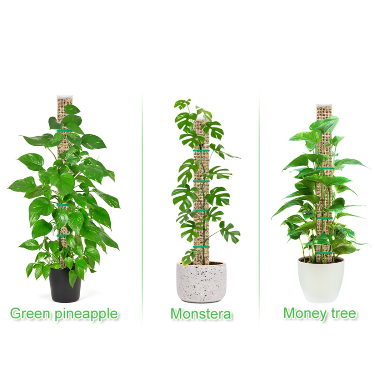 Moss Pole Plastic Plant Stand  - Sphagnum Moss Dry ulasan dan harga