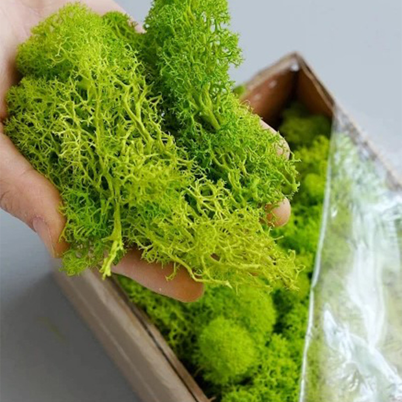 200g Artificial Green Plants M - Sphagnum Moss Dry ulasan dan harga