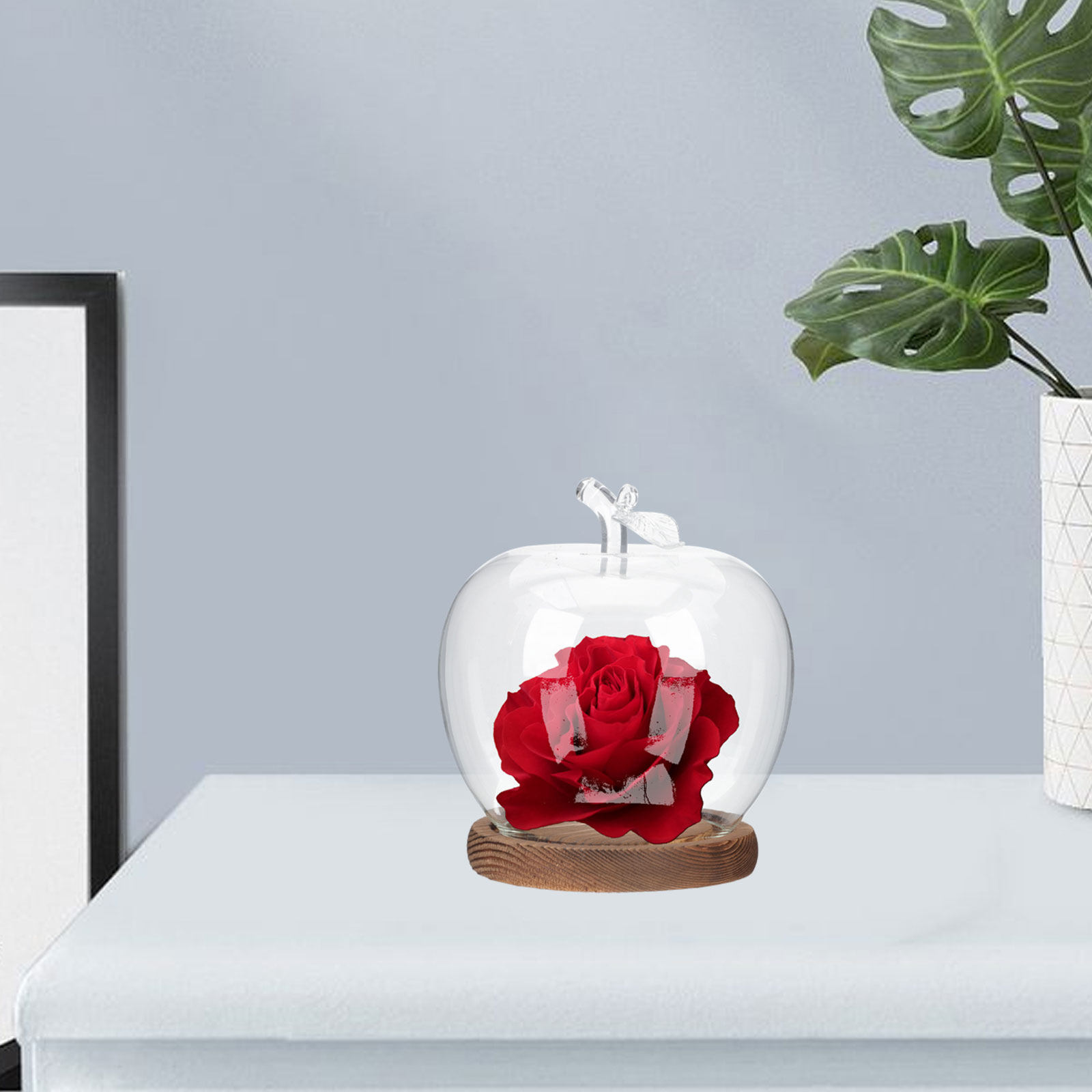 2Pcs Glass Cloche Dome with Wo - Plastic Dome Clear ulasan dan harga