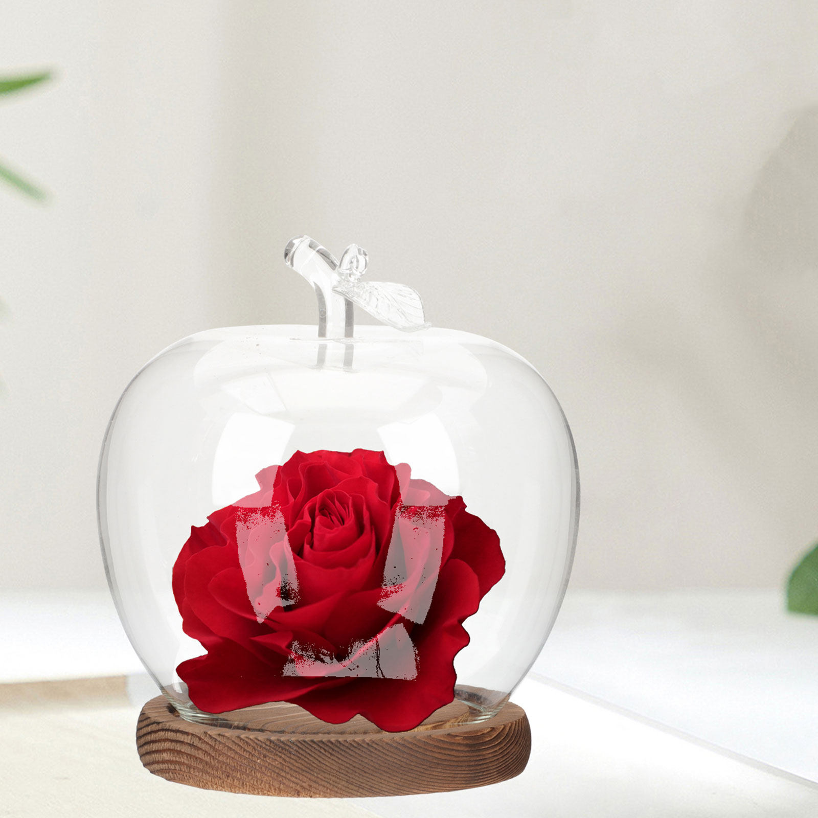 2Pcs Glass Cloche Dome with Wo - Plastic Dome Clear ulasan dan harga