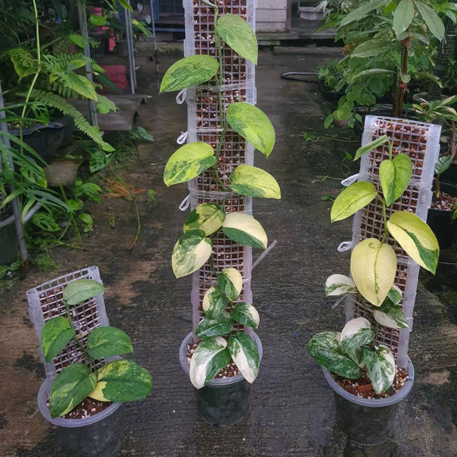 Plastic Plant Moss Pole 30x12c - Sphagnum Moss Dry ulasan dan harga