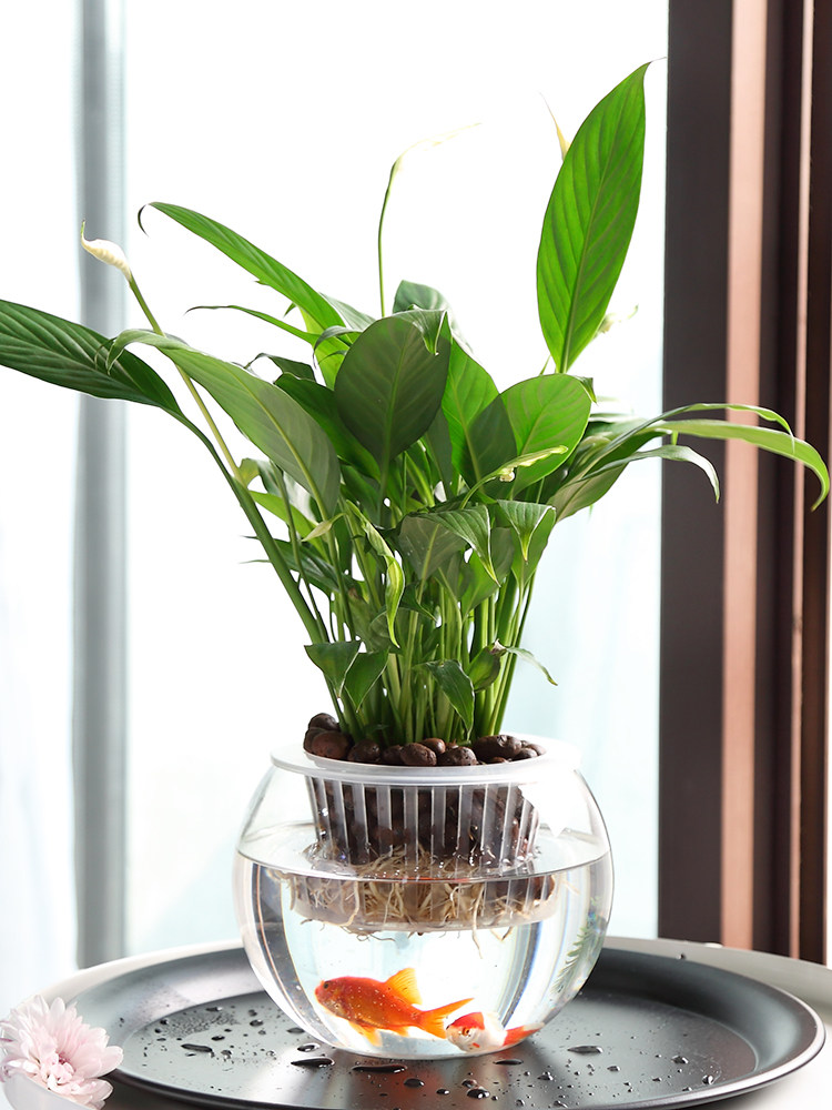 Hydroponic Glass Vase Glass Gr - Propagation Station Vase ulasan dan harga